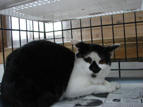 大阪行政収容の猫たち_d0355333_14141222.jpeg