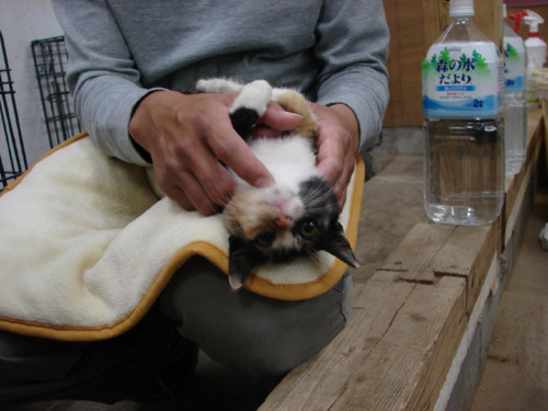 大阪行政収容の猫たち_d0355333_14141238.jpeg