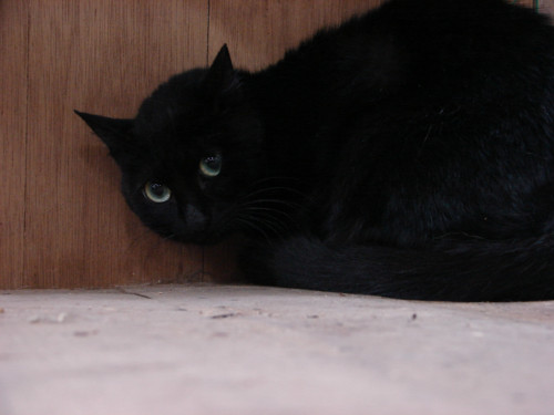 大阪行政収容の猫たち_d0355333_14141275.jpeg
