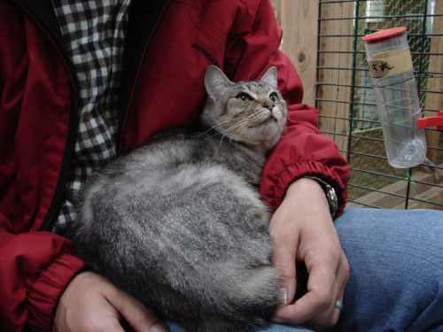 大阪行政収容の猫たち_d0355333_14141282.jpeg