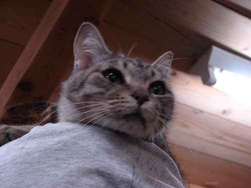大阪行政収容の猫たち_d0355333_14141298.jpeg