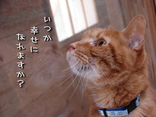 大阪行政収容の猫たち_d0355333_14141378.jpeg