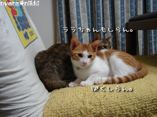 犯にゃんは誰だ★障子編_d0355333_14141445.jpeg