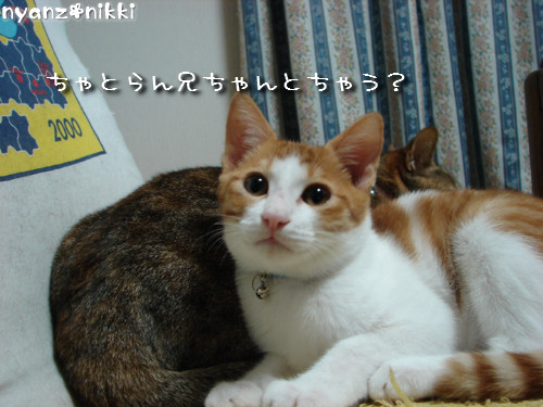犯にゃんは誰だ★障子編_d0355333_14141515.jpeg