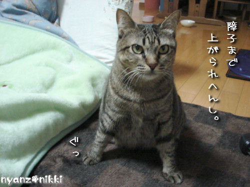 犯にゃんは誰だ★障子編_d0355333_14141656.jpeg