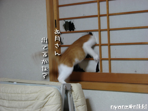 犯にゃんは誰だ★障子編_d0355333_14141733.jpeg