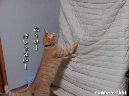 犯にゃんは誰だ★障子編_d0355333_14141861.jpeg