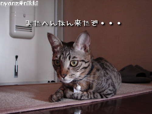 つくつく★武者修行へ_d0355333_14142319.jpeg
