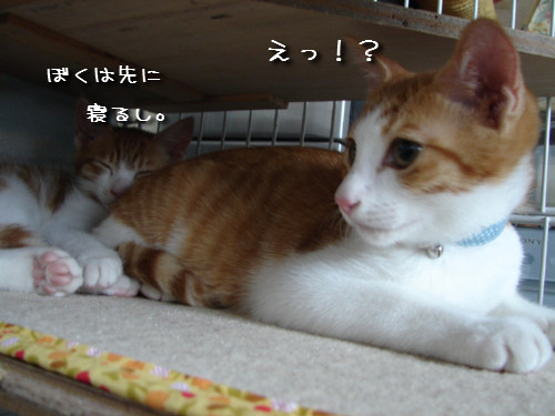 つくつく★武者修行へ_d0355333_14142386.jpeg