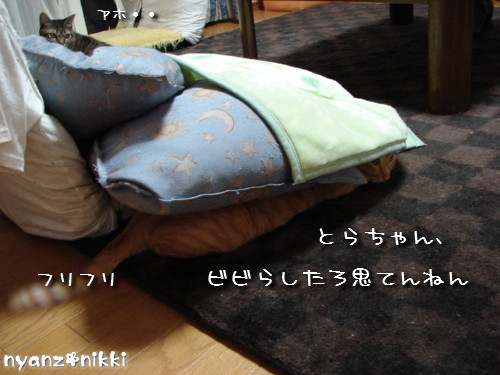 とらちゃんと面会_d0355333_14142446.jpeg