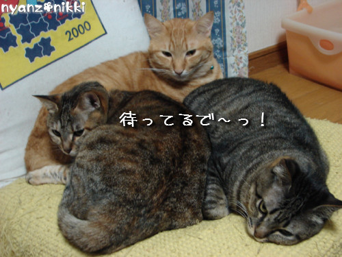 とらちゃんと面会_d0355333_14142451.jpeg