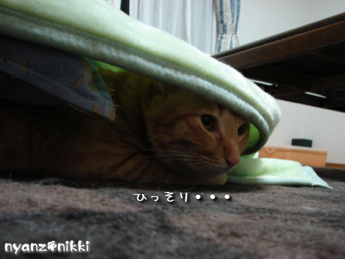 とらちゃんと面会_d0355333_14142471.jpeg