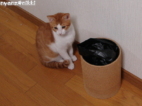 つくたんの里親さん内定のお知らせ_d0355333_14142594.jpeg