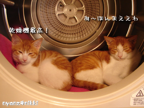 つくしくんのお届け完了♪_d0355333_14142617.jpeg