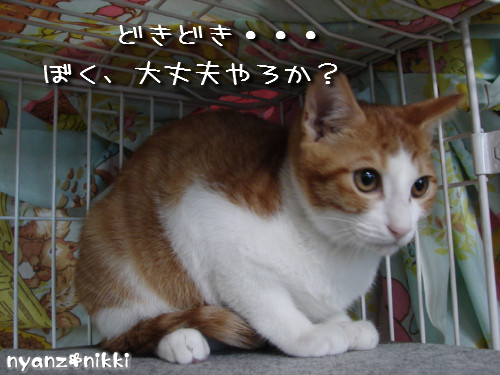 つくしくんのお届け完了♪_d0355333_14142619.jpeg