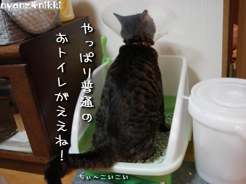 退院しました~っ!_d0355333_14142738.jpeg