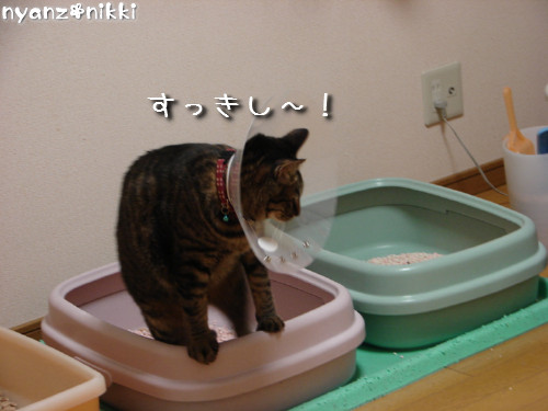 退院しました~っ!_d0355333_14142810.jpeg