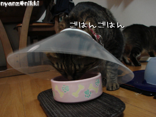 退院しました~っ!_d0355333_14142828.jpeg