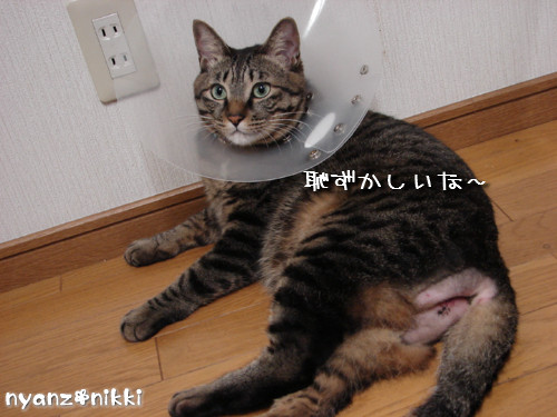 ボジョレー&とらちゃんのヒミツ初公開♪_d0355333_14143387.jpeg