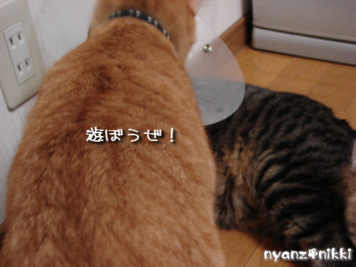 ボジョレー&とらちゃんのヒミツ初公開♪_d0355333_14143458.jpeg