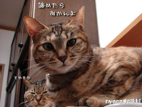 東京国際女子マラソン_d0355333_14143501.jpeg