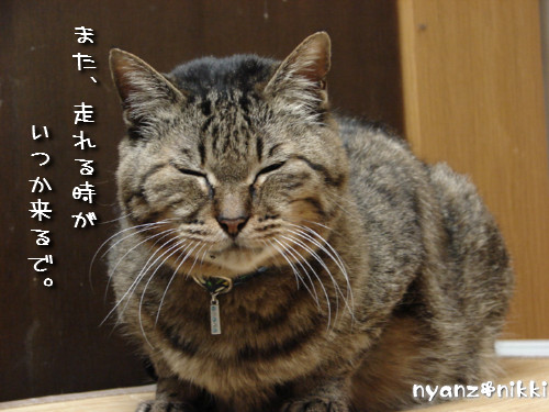 東京国際女子マラソン_d0355333_14143566.jpeg