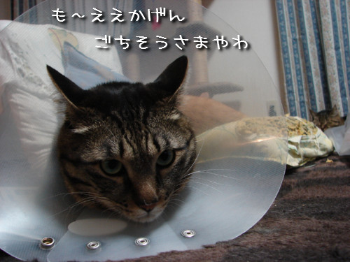 とらちゃん抜糸・・・そして・・・_d0355333_14143814.jpeg