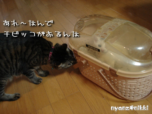 とらちゃん抜糸・・・そして・・・_d0355333_14143825.jpeg