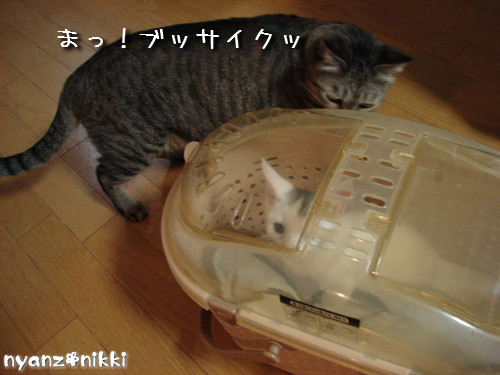 とらちゃん抜糸・・・そして・・・_d0355333_14143873.jpeg