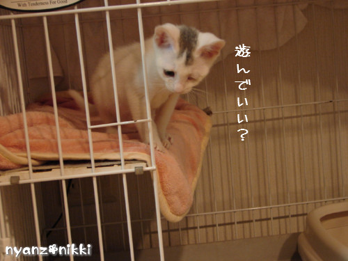 片目でしかもブサ顔のりんちゃん登場!_d0355333_14143915.jpeg