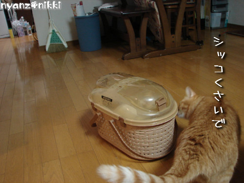 とらちゃん抜糸・・・そして・・・_d0355333_14143924.jpeg