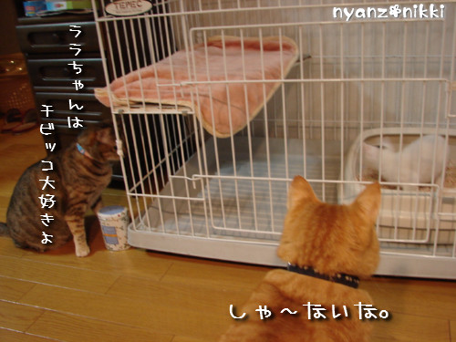 とらちゃん抜糸・・・そして・・・_d0355333_14143936.jpeg