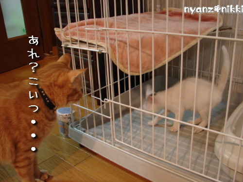 とらちゃん抜糸・・・そして・・・_d0355333_14143992.jpeg
