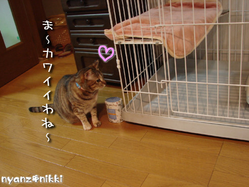 とらちゃん抜糸・・・そして・・・_d0355333_14143994.jpeg