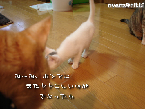 片目でしかもブサ顔のりんちゃん登場!_d0355333_14144022.jpeg
