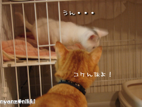 片目でしかもブサ顔のりんちゃん登場!_d0355333_14144044.jpeg