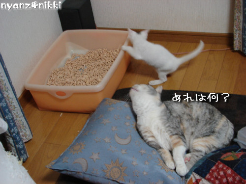 片目でしかもブサ顔のりんちゃん登場!_d0355333_14144201.jpeg