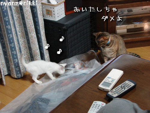 片目でしかもブサ顔のりんちゃん登場!_d0355333_14144236.jpeg