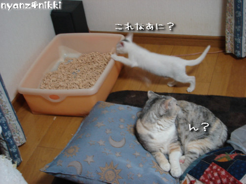片目でしかもブサ顔のりんちゃん登場!_d0355333_14144266.jpeg