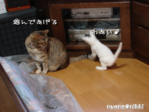 片目でしかもブサ顔のりんちゃん登場!_d0355333_14144344.jpeg
