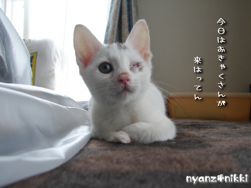 りんりん★素敵なバナーとプレゼント_d0355333_14144753.jpeg