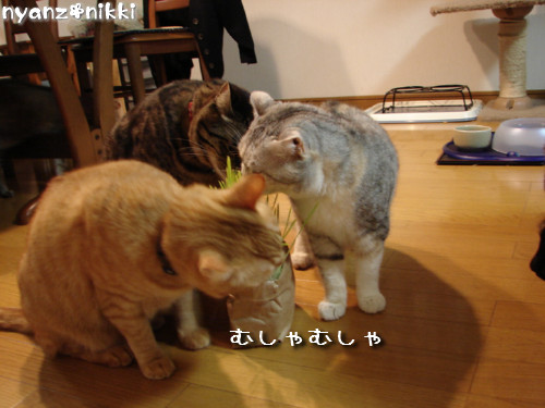 りんりん★めっちゃかわいい!_d0355333_14144755.jpeg