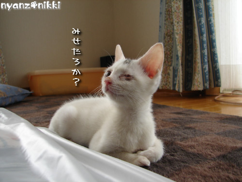 りんりん★素敵なバナーとプレゼント_d0355333_14144832.jpeg