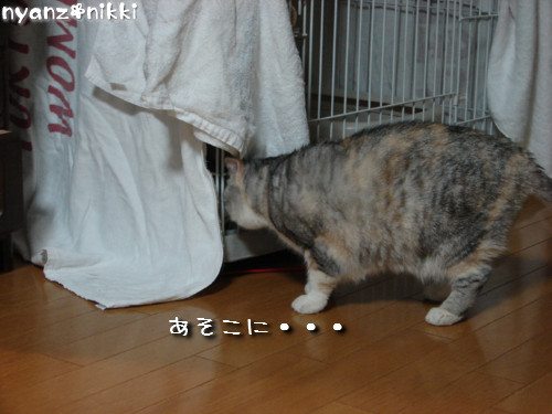 りんりん★病院と新居?!_d0355333_14144962.jpeg