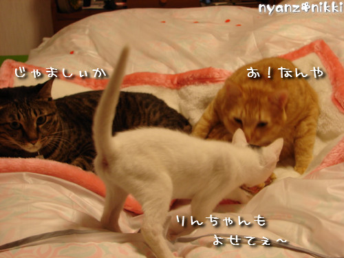 りんりん★添い寝する?_d0355333_14145007.jpeg