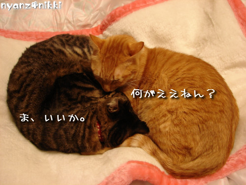りんりん★添い寝する?_d0355333_14145204.jpeg