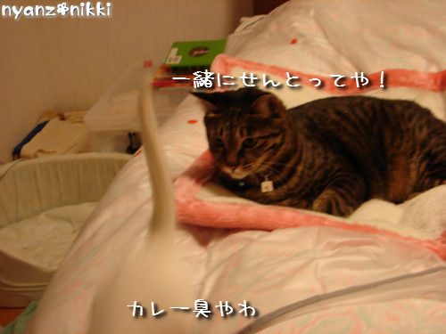 りんりん★添い寝する?_d0355333_14145244.jpeg