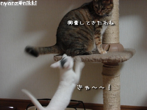 りんりん★ハイパー!_d0355333_14145453.jpeg