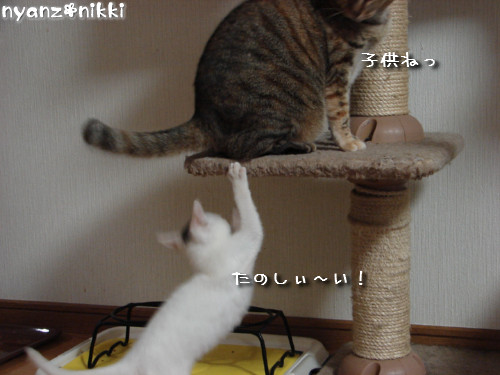 りんりん★ハイパー!_d0355333_14145454.jpeg