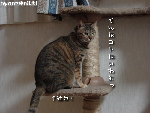 d0355333_14145474.jpeg